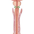 Urethral sphincters