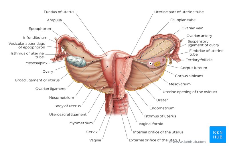 Overview of the uterus and ovaries (anterior view)