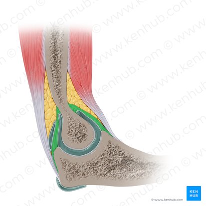 Articular capsule of elbow joint (Capsula articularis cubiti); Image: Paul Kim