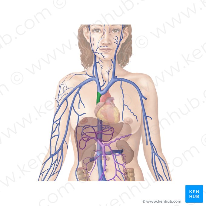 Vena cava superior; Imagen: Begoña Rodriguez