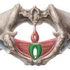 Musculus bulbospongiosus