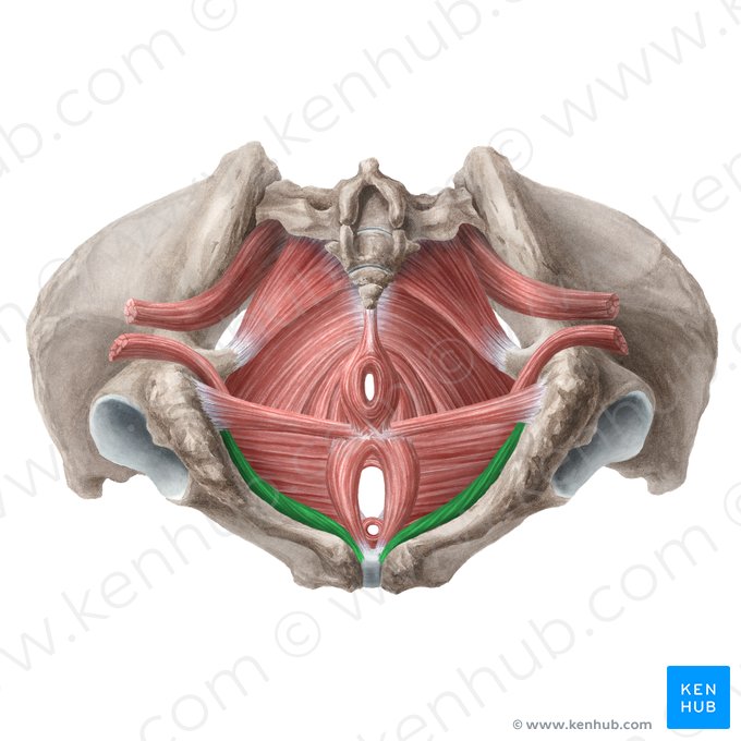 Músculo isquiocavernoso (feminino) (Musculus ischiocavernosus (femininus)); Imagem: Liene Znotina