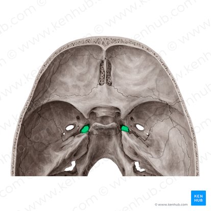 Foramen lacerum (Zerrissenes Loch); Bild: Yousun Koh