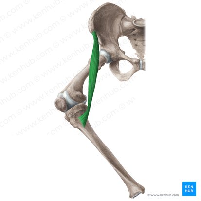 Músculo sartorio (Musculus sartorius); Imagen: Liene Znotina