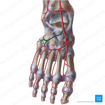 Lateral tarsal artery (Arteria tarsea lateralis); Image: Liene Znotina