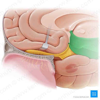 Hypothalamus; Image : Paul Kim