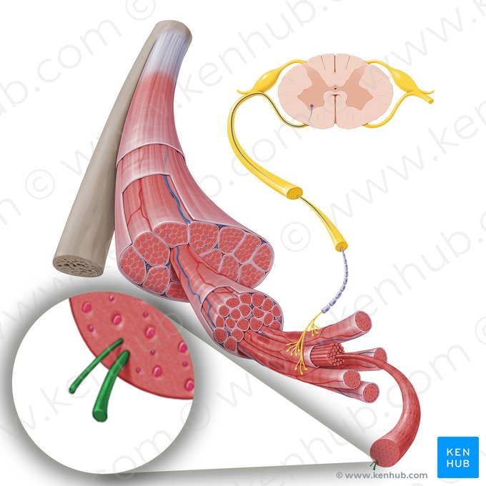 Miofilamento (Myofilamentum); Imagen: Paul Kim