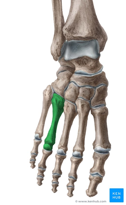 Fourth metatarsal bone - ventral view
