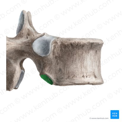 Inferior costal facet of vertebra (Fovea costalis inferior vertebrae); Image: Liene Znotina