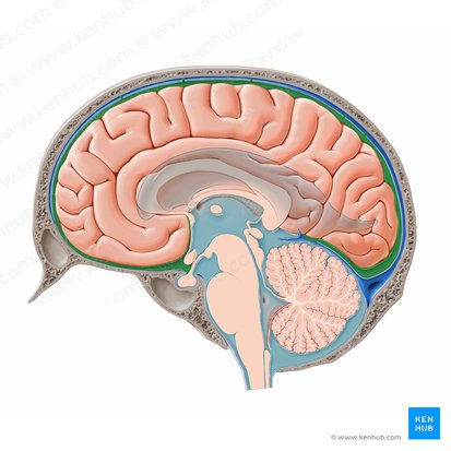 Espacio subaracnoideo cerebral (Spatium subarachnoidale cerebrale); Imagen: Paul Kim