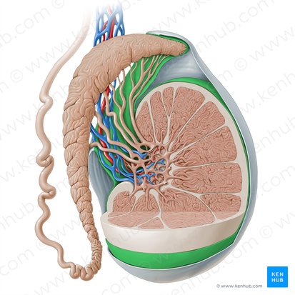 Visceral layer of tunica vaginalis of testis (Lamina visceralis tunicae vaginalis testis); Image: Paul Kim