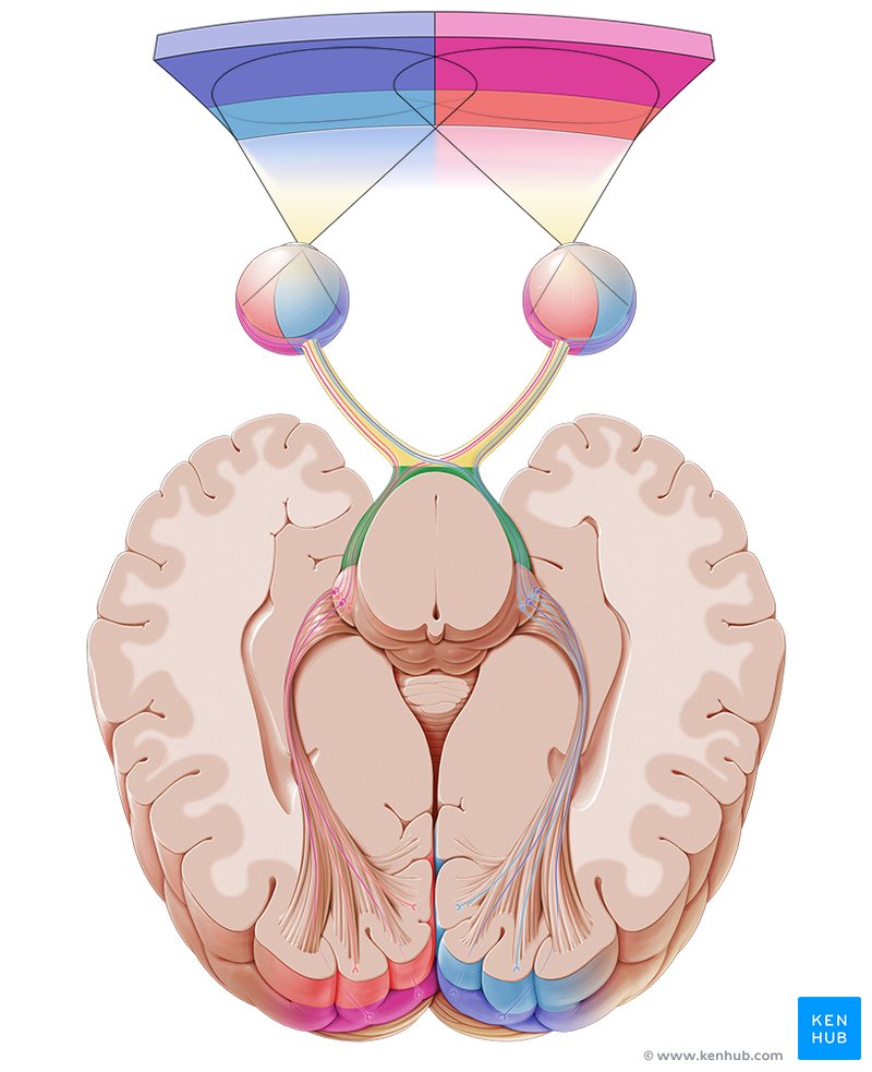 Optic tract and fields of vision - cranial view