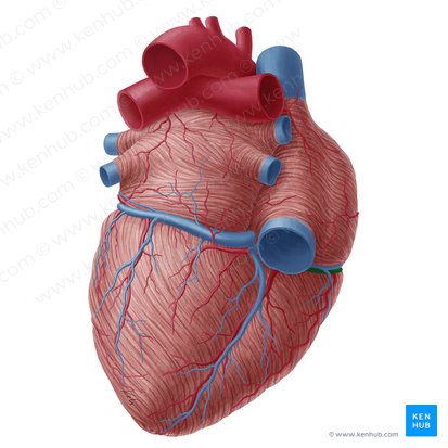 Right coronary artery (Arteria coronaria dextra); Image: Yousun Koh