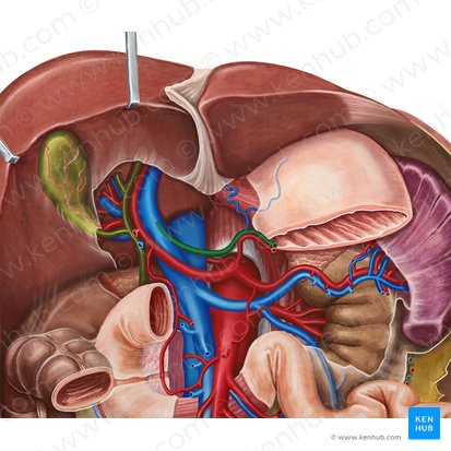 Left gastric vein (Vena gastrica sinistra); Image: Irina Münstermann