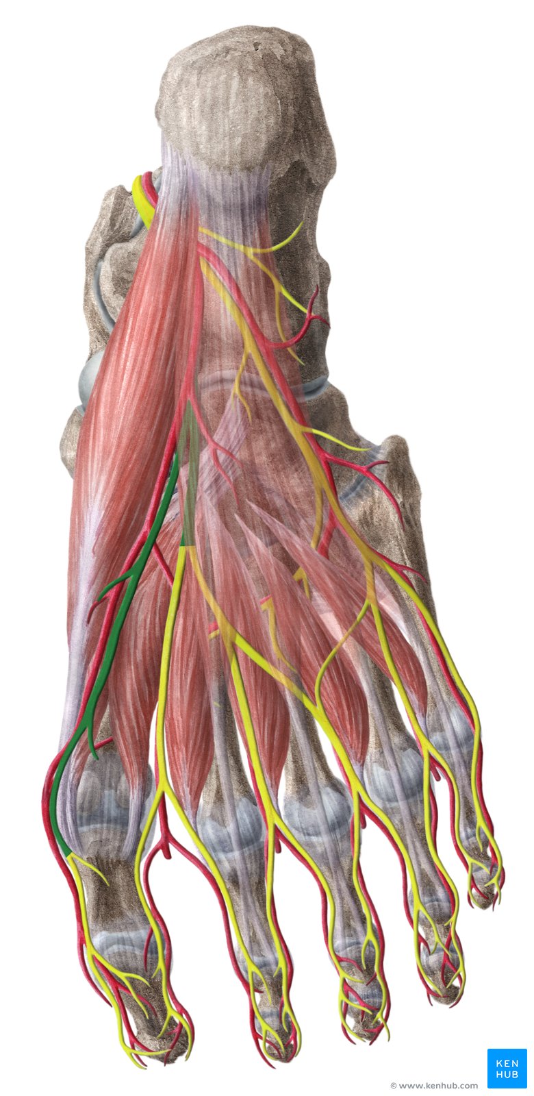 Medial plantar nerve - inferior view
