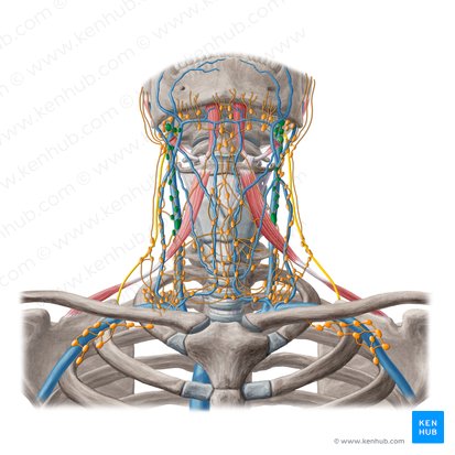 Linfonodos cervicais laterais profundos superiores (Nodi lymphoidei cervicales laterales profundi superiores); Imagem: Yousun Koh