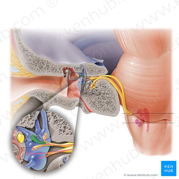 Lateral ampullary nerve (Nervus ampullaris lateralis); Image: Paul Kim