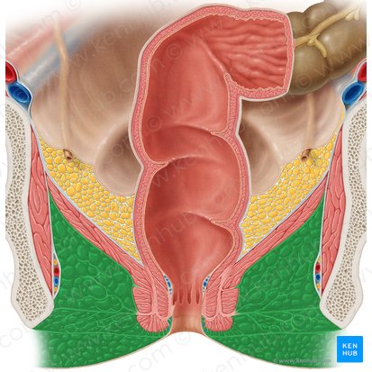 Ischioanal fossa (Fossa ischioanalis); Image: Samantha Zimmerman