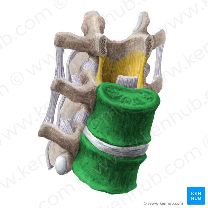 Corpo vertebral (Corpus vertebrae); Imagem: Liene Znotina