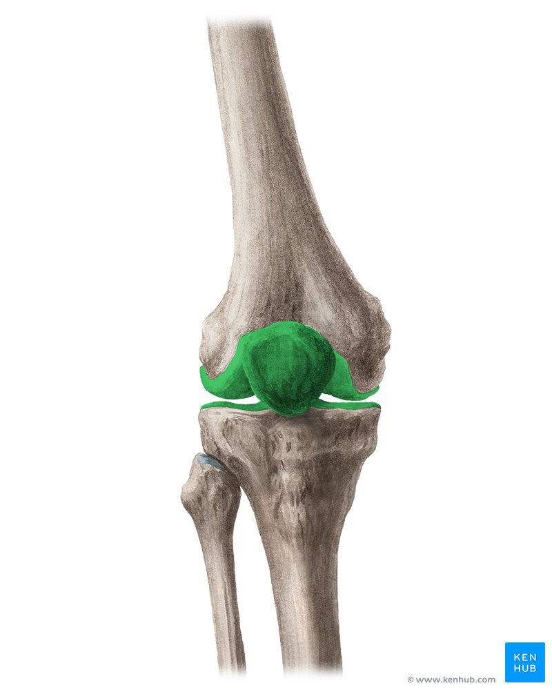 Articulación de la rodilla (Articulatio genu)