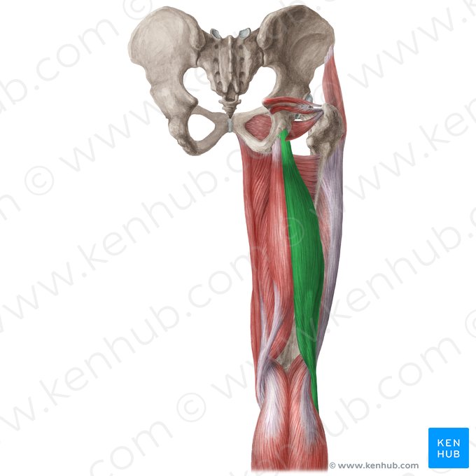 Muscle biceps fémoral (Musculus biceps femoris); Image : Liene Znotina