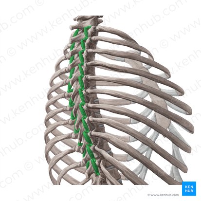 Músculos rotadores cortos y largos (Musculi rotatores breves et longi); Imagen: Yousun Koh