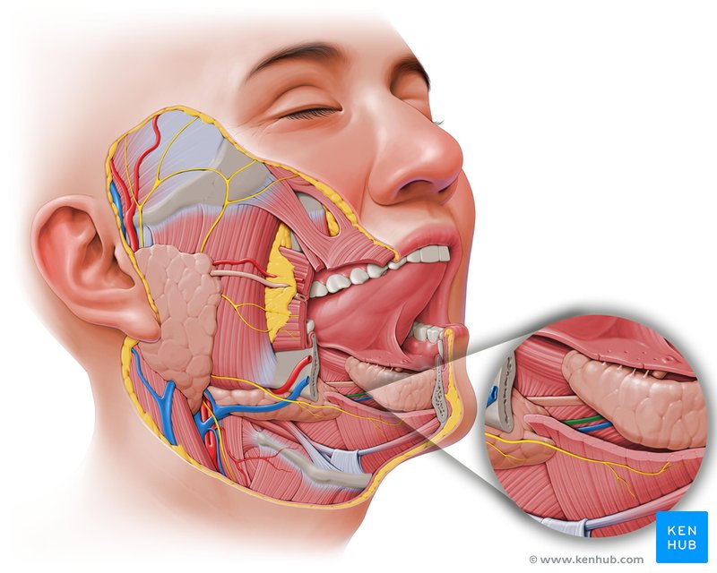 Sublingual artery