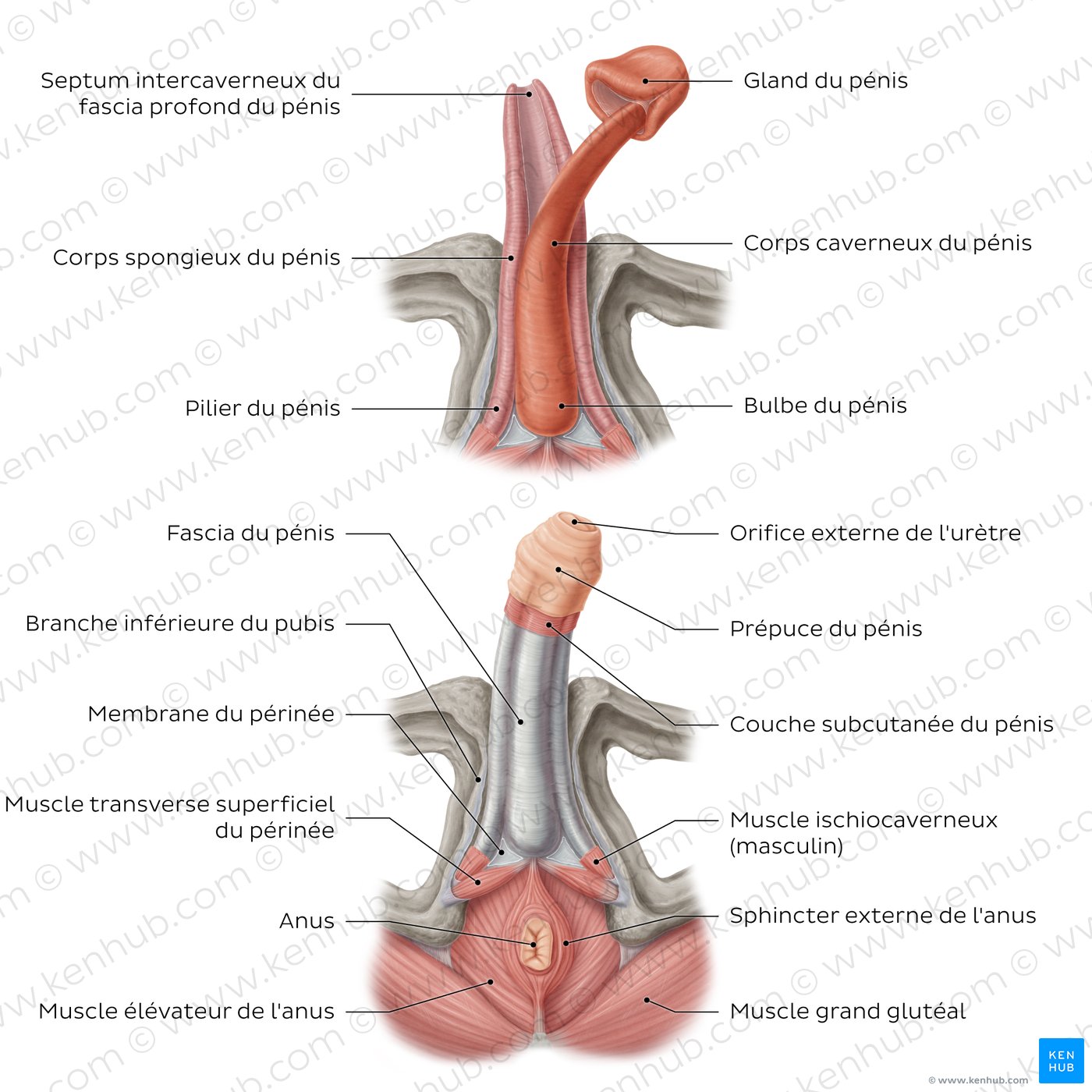 Structure du pénis (schéma)