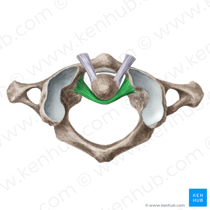 Ligament transverse de l'atlas (Ligamentum transversum atlantis); Image : Liene Znotina