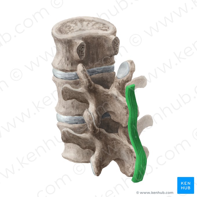 Ligamento supraespinal (Ligamentum supraspinale); Imagem: Liene Znotina