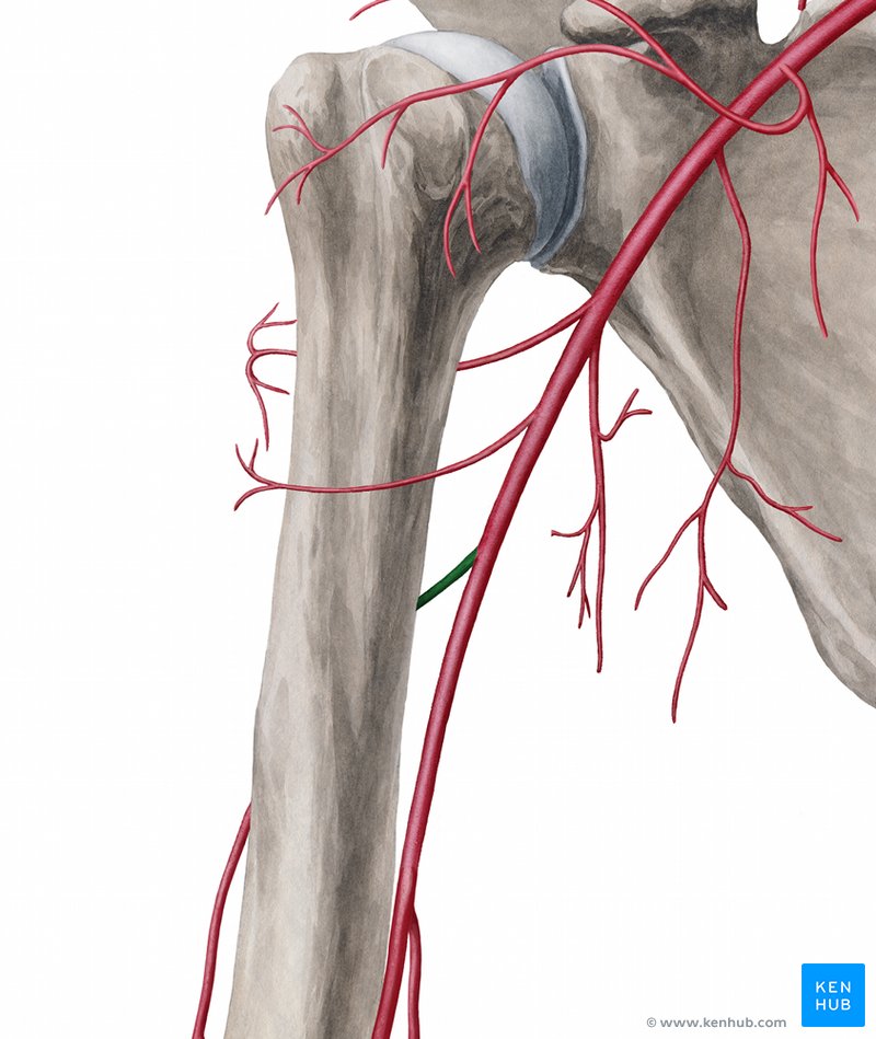 Gallery of Ventral Arm.