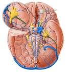 Superior petrosal sinus