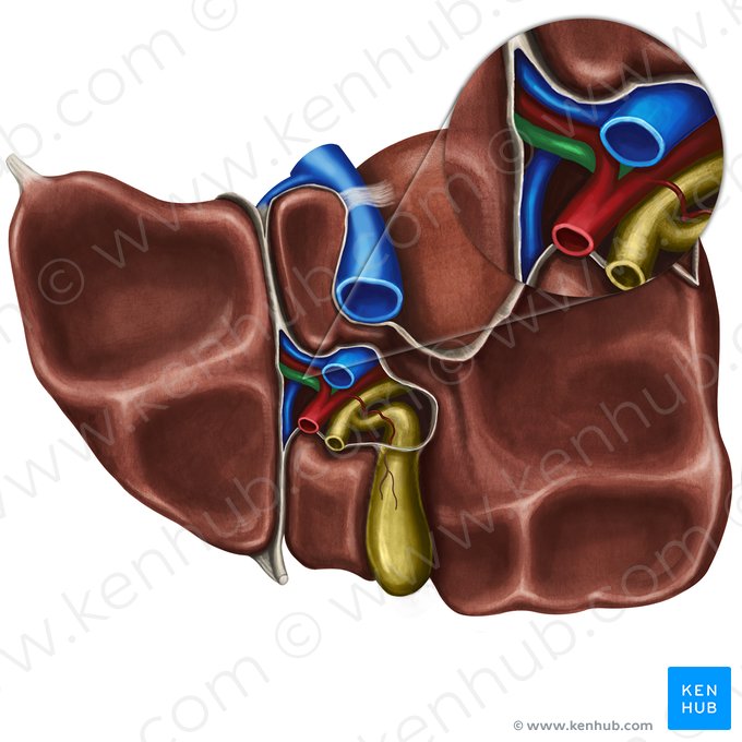 Ducto hepático esquerdo (Ductus hepaticus sinister); Imagem: Irina Münstermann