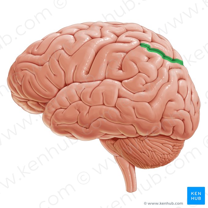 Surco intraparietal (Sulcus intraparietalis); Imagen: Paul Kim