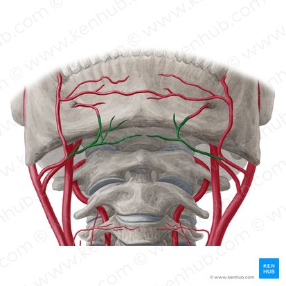 Arteria submentalis (Unterkinnarterie); Bild: Yousun Koh
