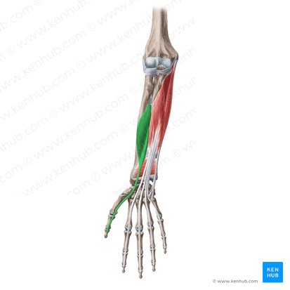 Musculus flexor pollicis longus (Langer Daumenbeuger); Bild: Yousun Koh