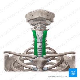 Músculo tireo-hióideo e músculo esternotireóideo (Musculus thyrohyoideus & musculus sternothyroideus); Imagem: Yousun Koh