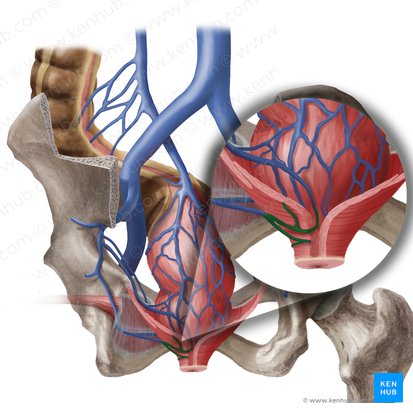 Inferior anorectal veins (Venae anorectales inferiores); Image: Begoña Rodriguez