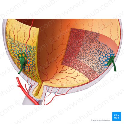 Venae vorticosae (Vortexvenen); Bild: Paul Kim