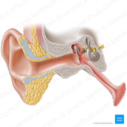 Estribo (Stapes); Imagen: Paul Kim