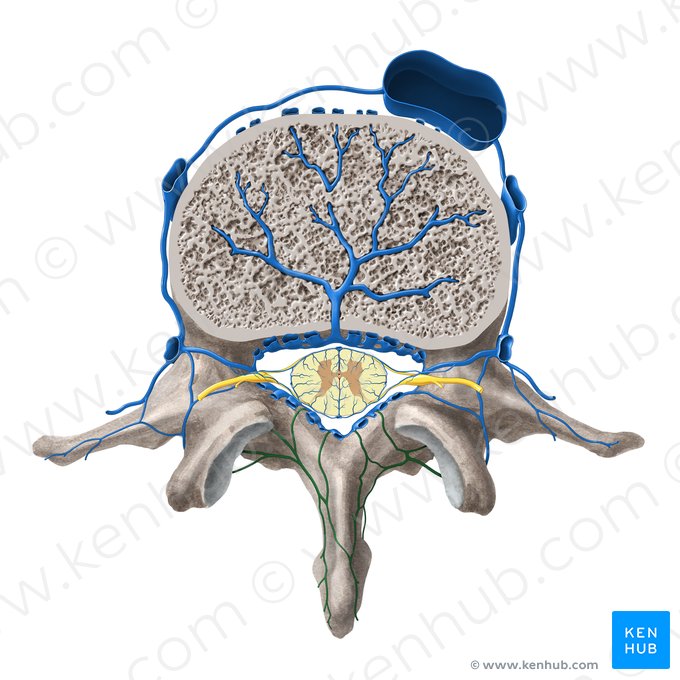 Pleno venoso vertebral posterior externo (Plexus venosus vertebralis externus posterior); Imagem: Paul Kim