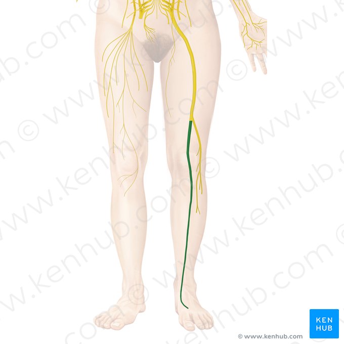 Nervus tibialis (Schienbeinnerv); Bild: Begoña Rodriguez