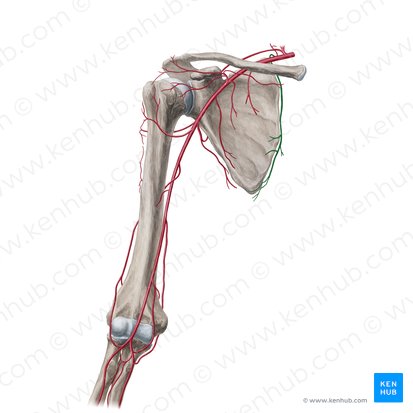 Arteria dorsal de la escápula (Arteria dorsalis scapulae); Imagen: Yousun Koh