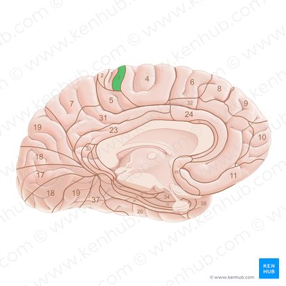 Brodmann area 3 (Area Brodmann 3); Image: Paul Kim