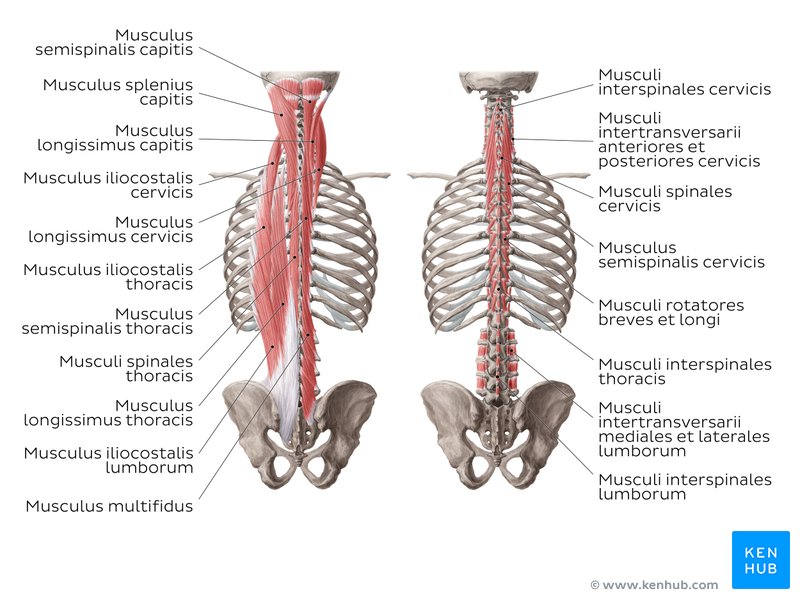 Tiefe Rückenmuskulatur