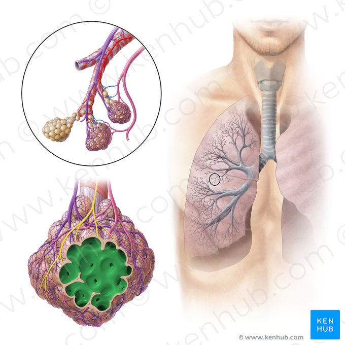 Sacculus alveolaris (Alveolarsäckchen); Bild: Paul Kim