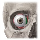 Medial rectus muscle