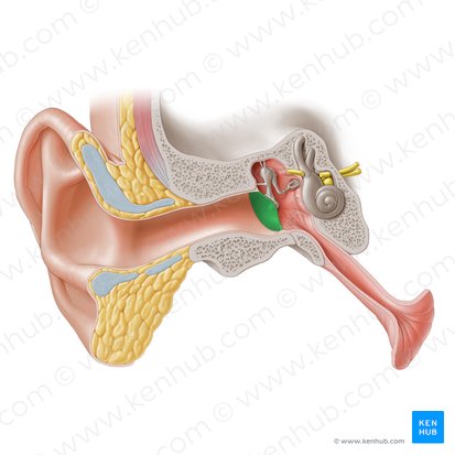 Tympanic membrane (Membrana tympanica); Image: Paul Kim