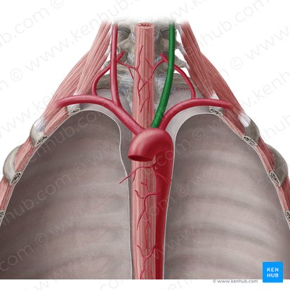 Arteria carótida común izquierda (Arteria carotis communis sinistra); Imagen: Yousun Koh