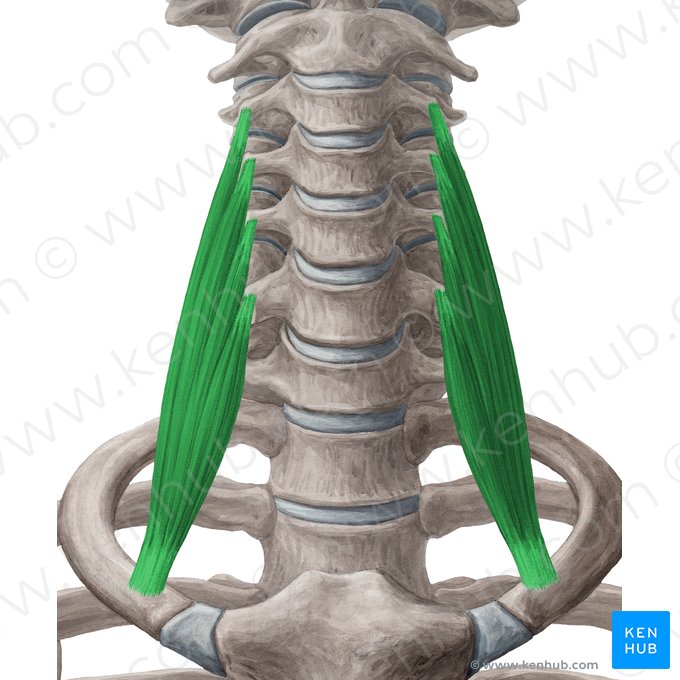 Musculus scalenus anterior (Vorderer Treppenmuskel); Bild: Yousun Koh